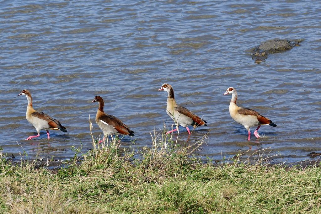 Nairobi National Park